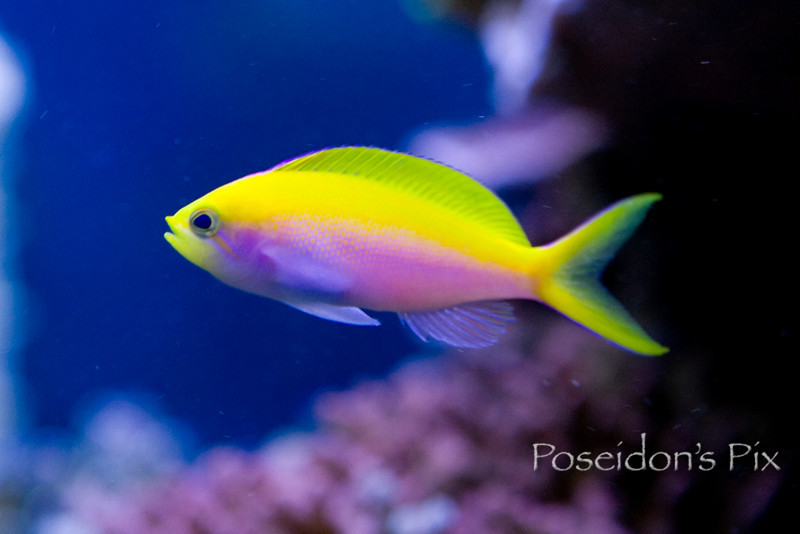 543308578_ggia5-L.jpg