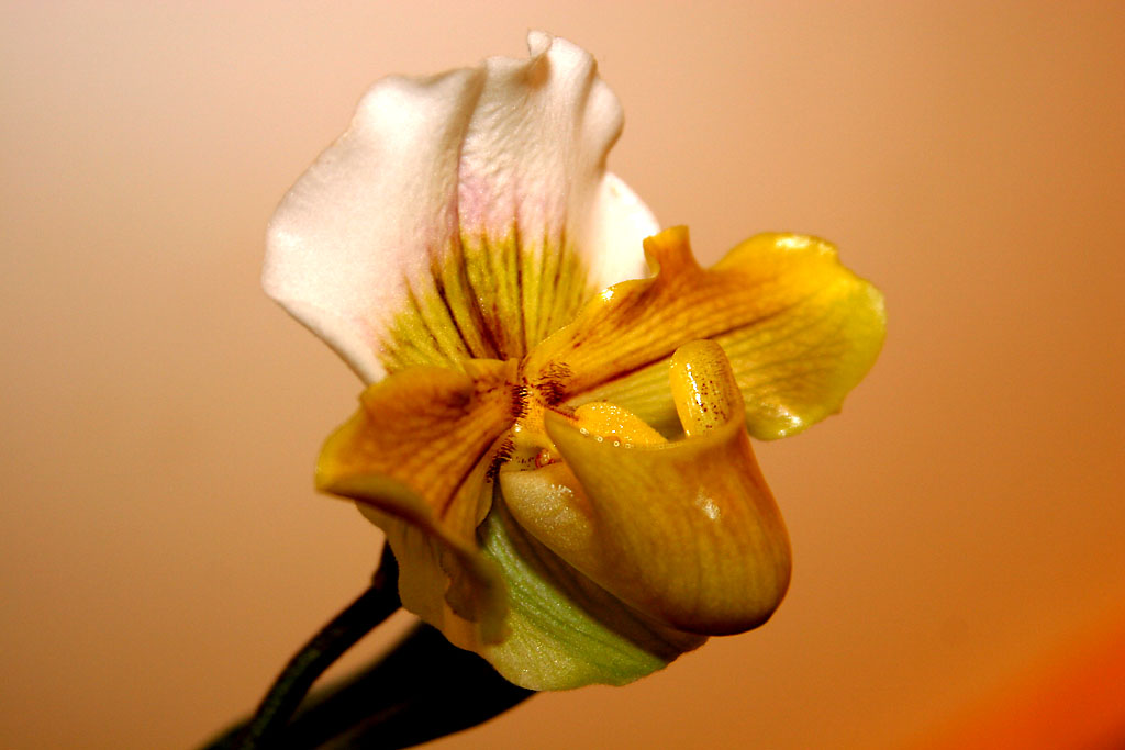 flower1.jpg