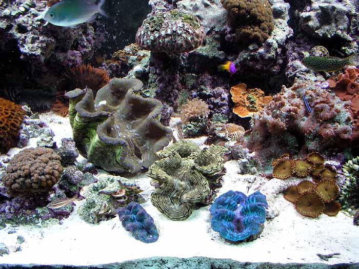 clams%204.jpg