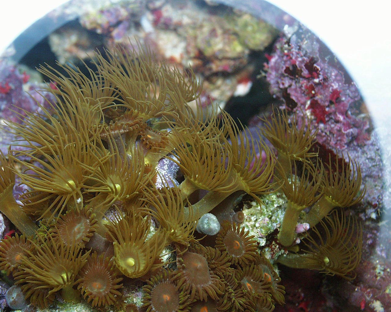 Yellow_Polyps.jpg