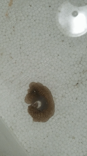6c8be4d607188ebcdcc232b26ef21549.gif