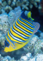 Pygoplites_diacanthusRSVert.jpg