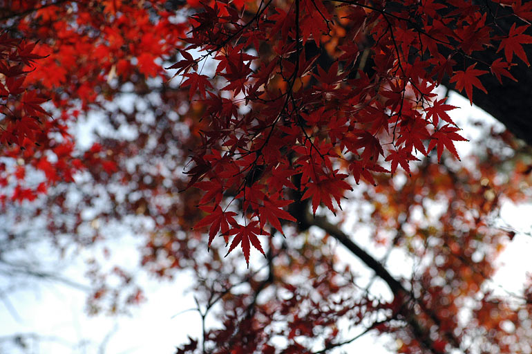 red_leaves_o2.jpg