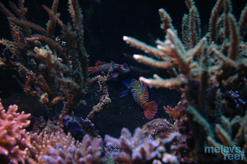 mandarins_paired2_d70.jpg
