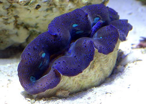 blue_crocea_clam_001.jpg
