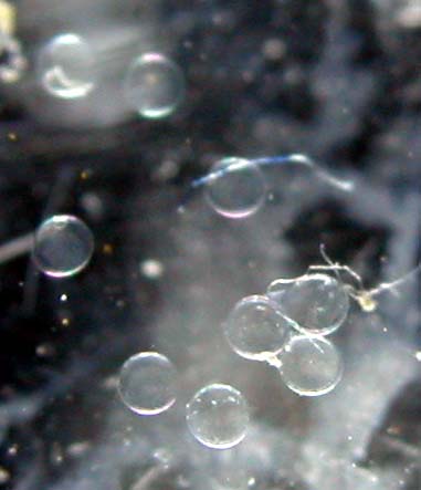DSCN3030_eggs_135min.jpg