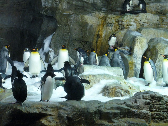 Penguins.jpg
