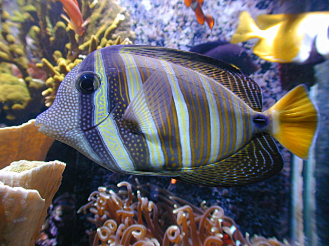 sailfin03.jpg