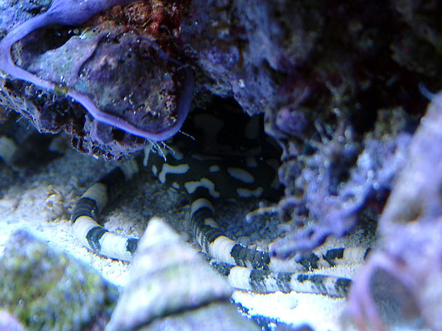 harlequin_starfish_0715.jpg