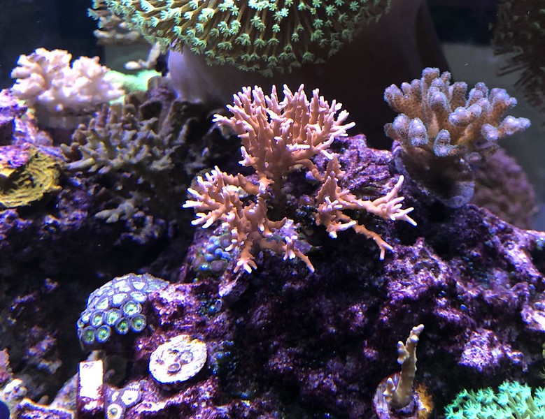 tntanacropora-L.jpg