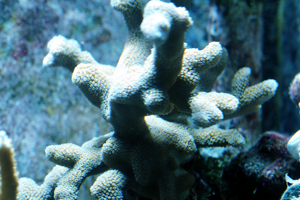 4096744700_8b0cb56c47_b.jpg