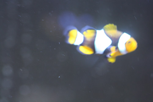 nemo1.jpg