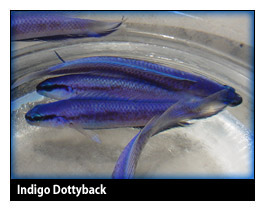 indigodottyback.jpg