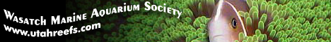 WMASBanner1.jpg