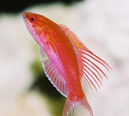 Paracheilinus_cyaneus.jpg