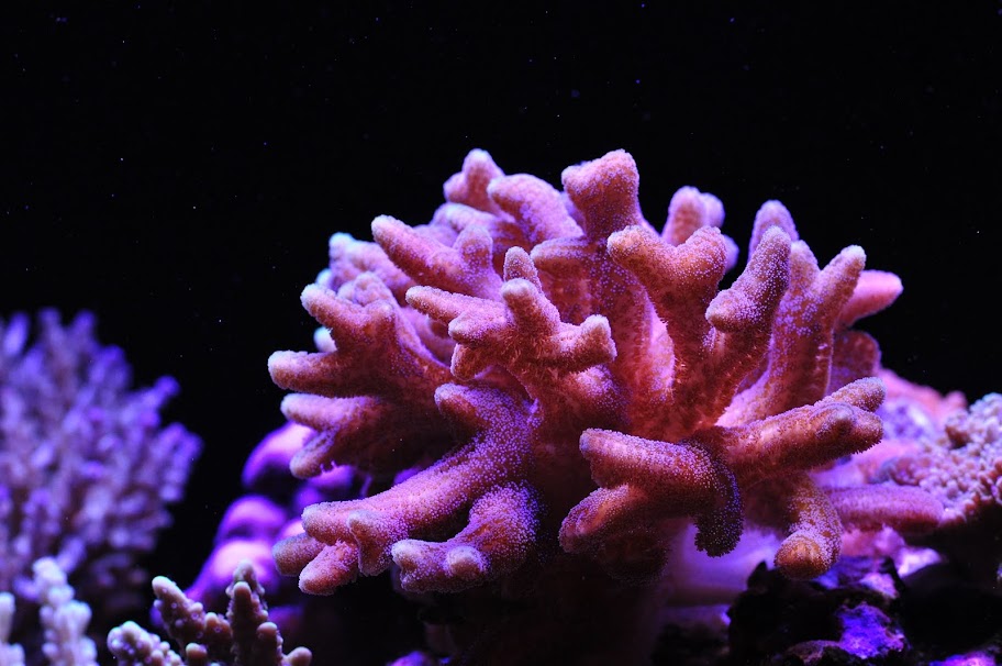 DSC_3096.JPG