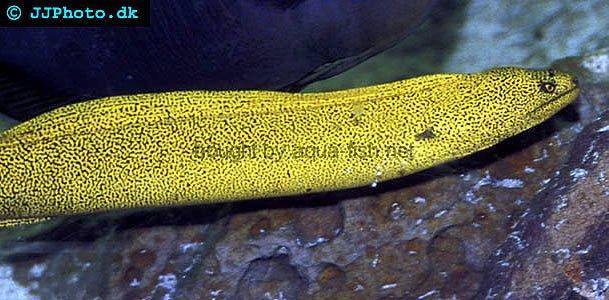 goldentail-moray-4.jpg