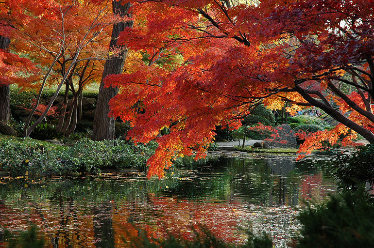 leaves_over_water.jpg