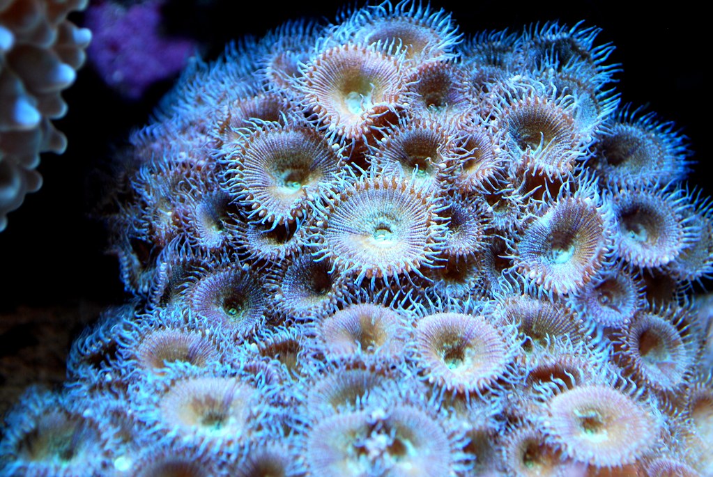 4095943795_f316f68c08_b.jpg