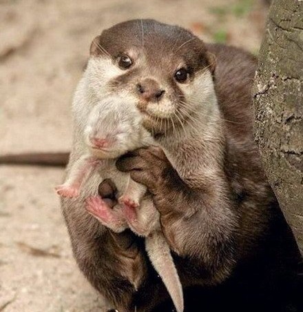 babyotters.jpg