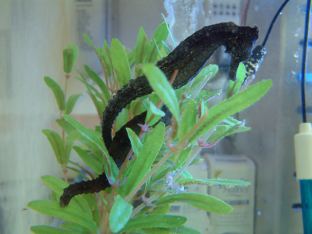 seahorses_0407.jpg