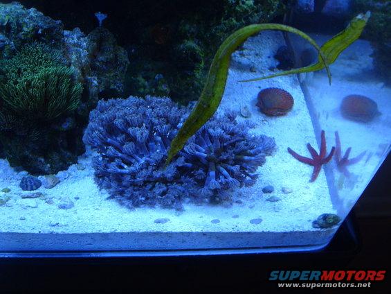 fish-tank-001.jpg