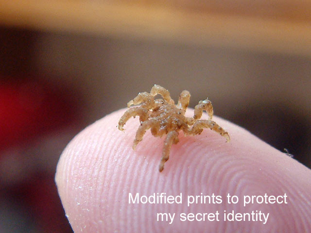 spider2.jpg