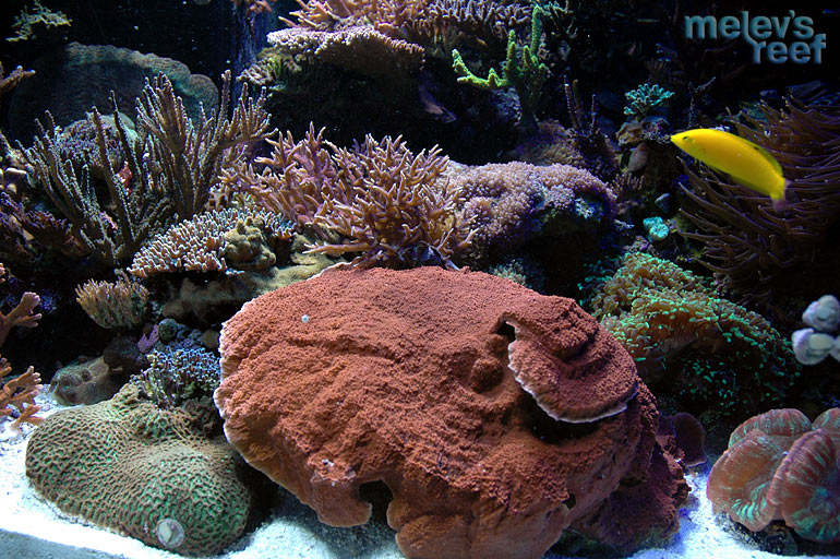 reefshot_mcap_1204.jpg