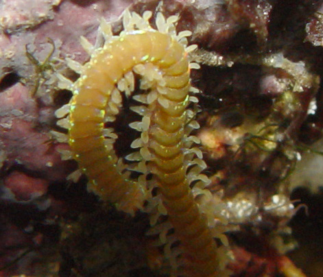 DSC04475_bristle-vi.jpg