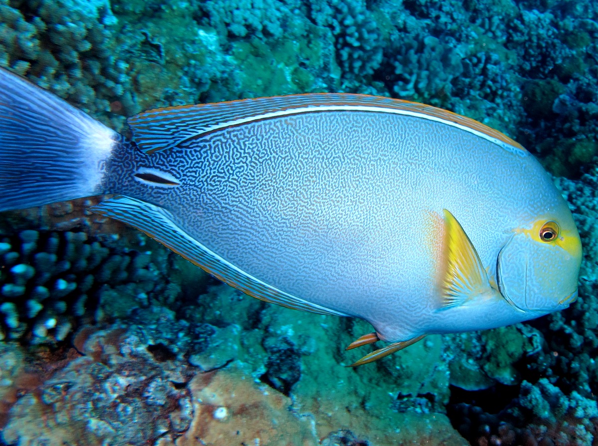 yellowfinsurgeonfish3.jpg