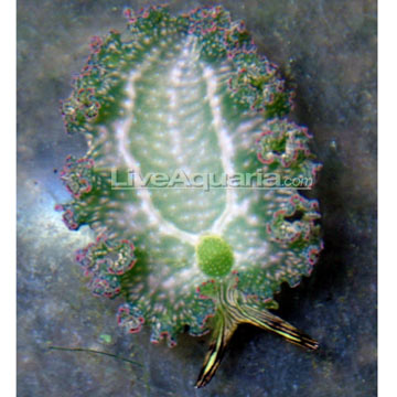 p-86434-seaslug.jpg