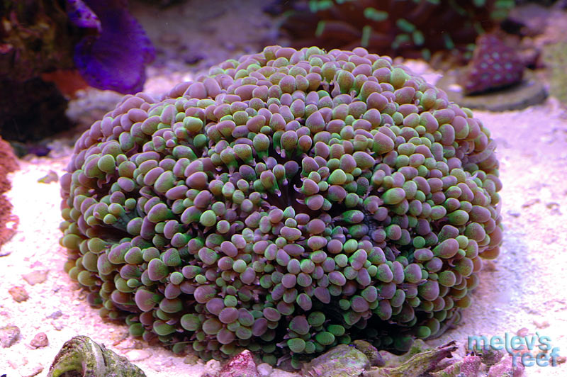 bubble_1123.jpg