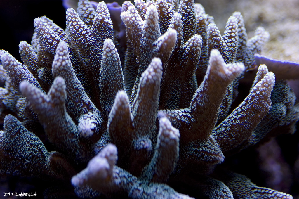 2895655493_e69cd96913_b.jpg