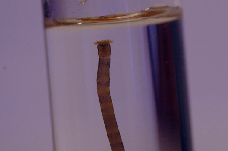 peanut_worm_tip.jpg