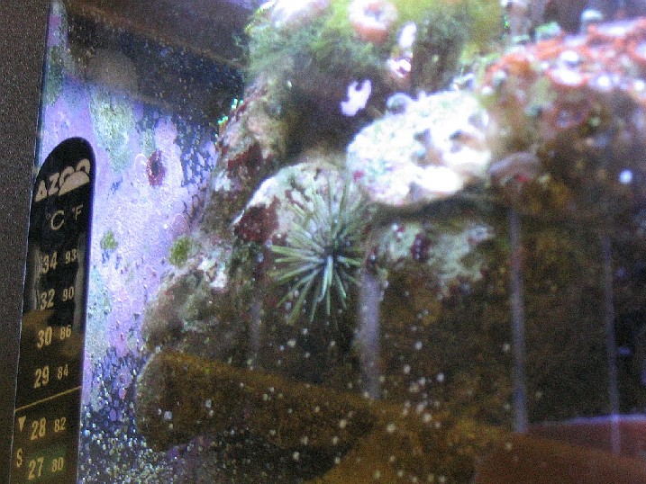 Urchin.jpg