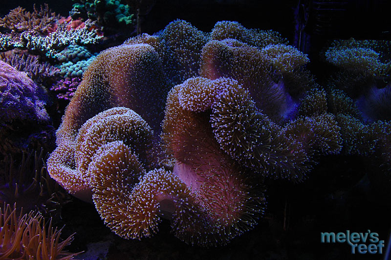 toadstool_d70.jpg