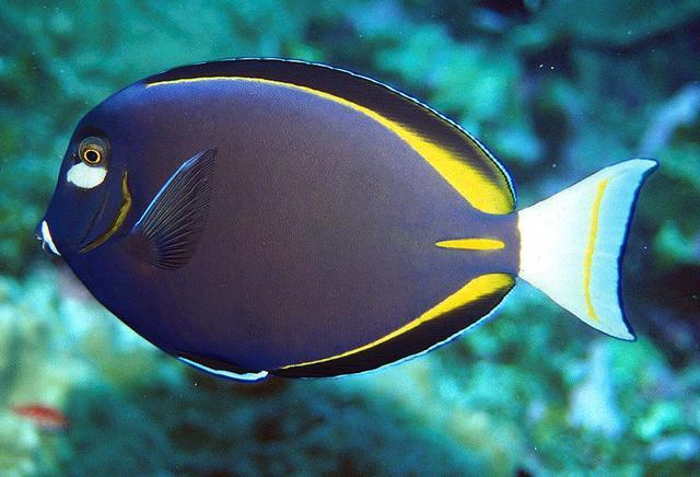 Acanthurus_nigricans,I_RR1947.jpg