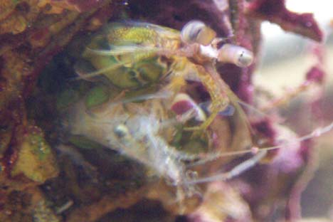 1202mantiswshrimp-vi.jpg