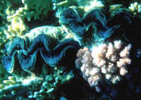 Tridacna_maximaRSTwo.jpg