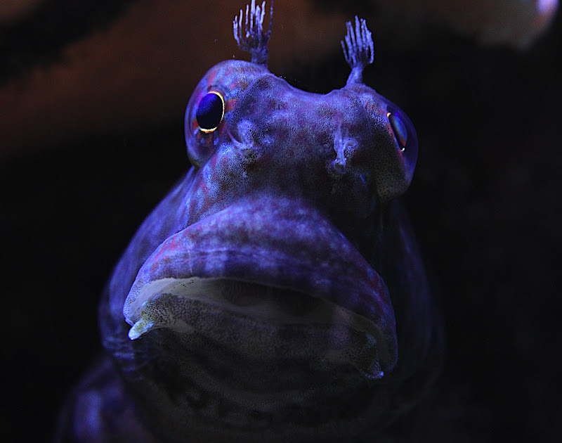 blenny.JPG