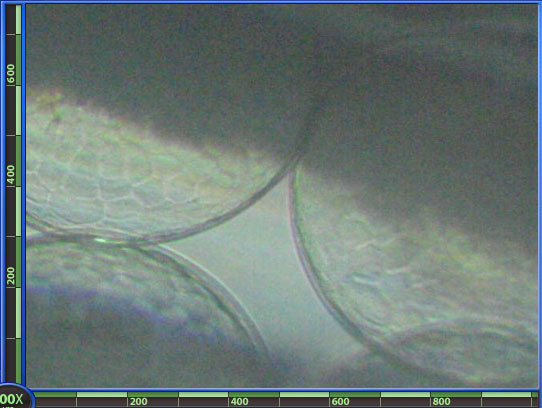 RSB_egg_0_6_200x.jpg