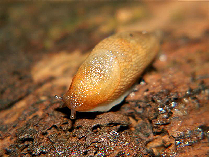 slug.jpg