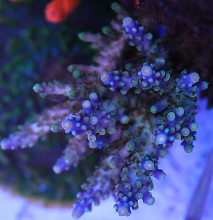 6997166078_7bda974425_n.jpg