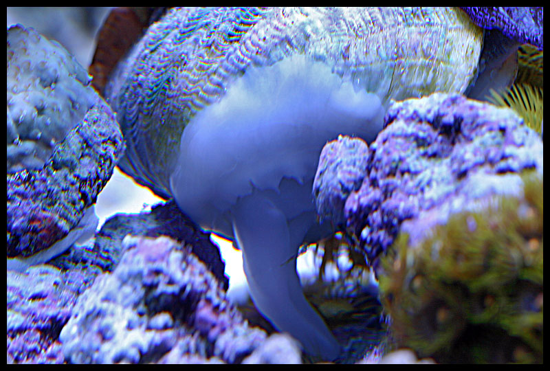 507_clam.jpg