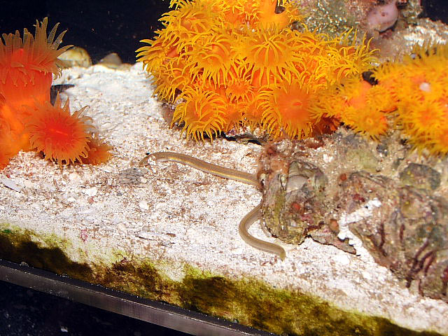 eel_f5100.jpg