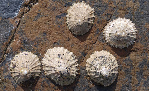 limpets-490_39686_1.jpg