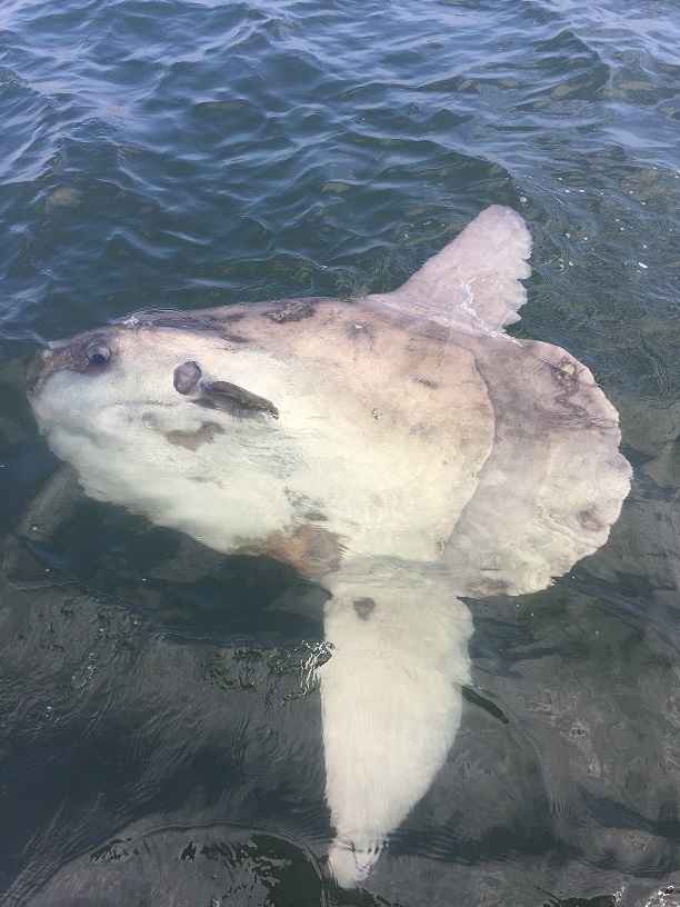 Sunfish5.jpg