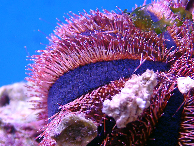 tuxedo_urchin_o.jpg