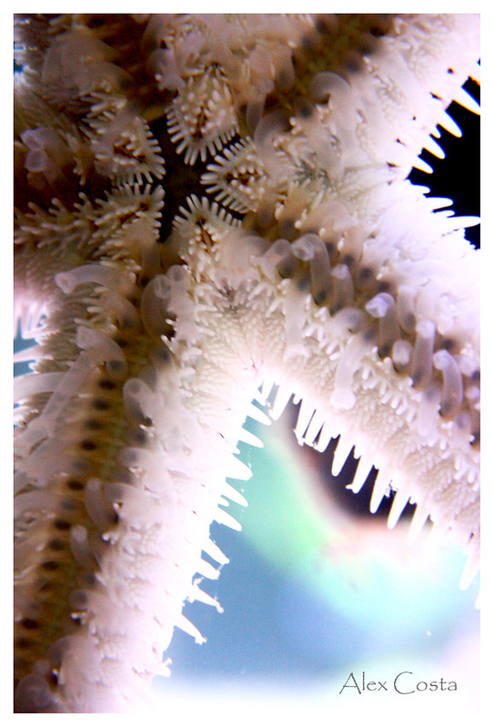 41593467341_f601da7cf0_c.jpg