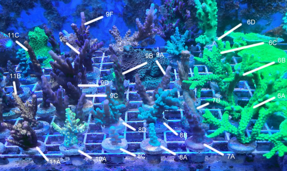 Coral27.jpg